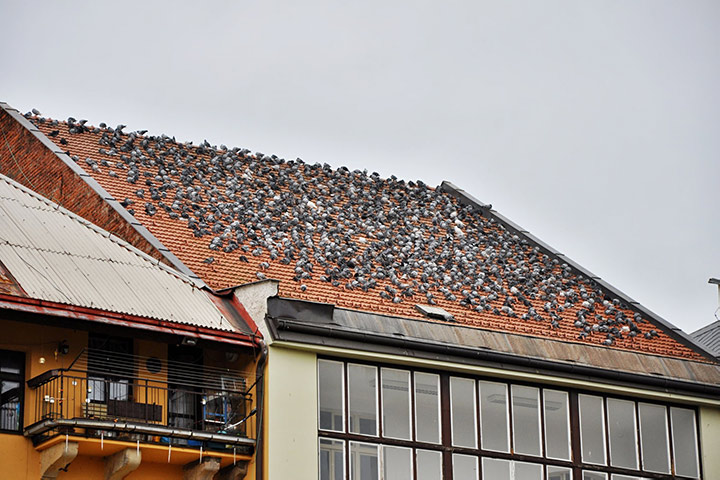 A2B Pest Control are able to install spikes to deter birds from roofs in Dronfield.
