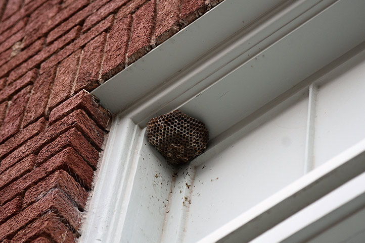 We provide a wasp nest removal service for domestic and commercial properties in Dronfield.